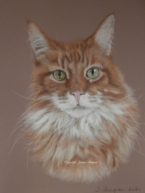 Maine Coon portrait